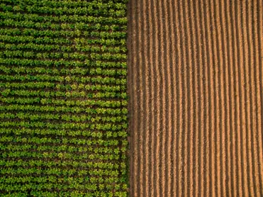Green Protectionism? Looking at Europe’s Agricultural Policy